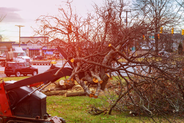 Trusted Caddo Mills, TX Tree Care Experts