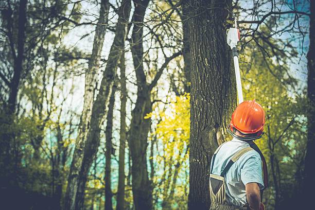 How Our Tree Care Process Works  in  Caddo Mills, TX